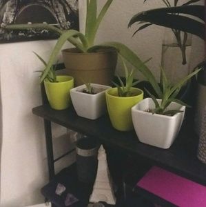 Meet your Posher, Martha